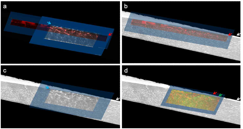 2P 촬영사진과 EM 촬영사진의 병합 순서. a. 2P으로 촬영한 배율 1X와 2X 혈관 사진을 병합(빨간 화살: 1X 이미지, 파랑색 화살: 2X 이미지). b. 2P으로 촬영한 배율 1X 혈관 사진과 EM 이미지 병합(흰색 화살: EM 촬영 사진). c. 2P으로 촬영한 배율 2X 혈관 사진과 EM 이미지 병합. d. 2P으로 촬영한 배율 2X 혈관 사진, 2P으로 촬영한 배율 2X GCamp6f를 발현하는 세포체 사진(초록색 화살: 초록형광을 가지는 GCamp6f 사진)