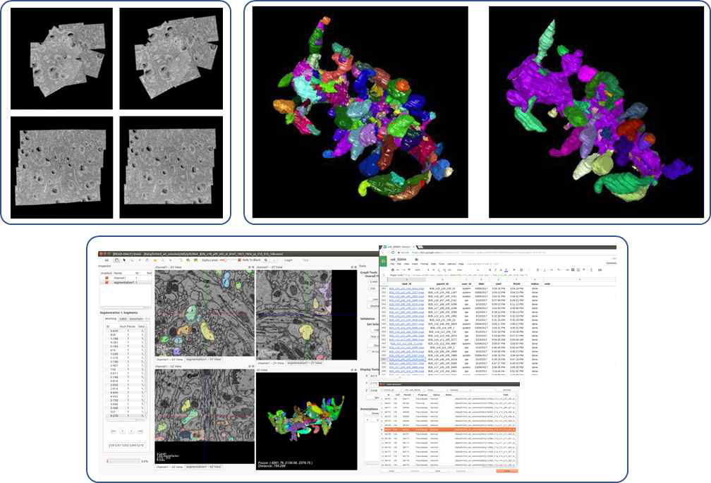 재구성 파이프라인 개발-고도화. (위 왼쪽) 몽타쥬 이미지를 미세 분량씩 변환하여 최소 오류 정렬을 찾아가는 과정. (위 오른쪽) U-net을 사용한 인공지능 분획화 성능 향상. 같은 뉴런 일부를 재구성하기 위해 필요한 조각의 수가 기존 대비 크게 감소. (아래) 재구성 작업 관리 소프트웨어의 고도화. 여러 사용자의 작업관리를 위해 사용하던 편집 가능 공유문서(위 inset) 대신 작업 관리 소프트웨어가 GUI의 한가지 요소(아래 inset)로 편입됨