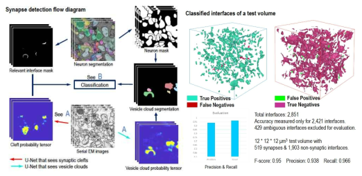 시냅스 자동 검출 알고리즘. (왼쪽) 3차원 전자현미경 영상 각 화소의 시냅스 틈새(synapse cleft) 확률을 출력하는 AI, 신경전달물질 소포체(vesicle) 영역을 검출하는 AI, 뉴런 사이의 접촉면에서 시냅스 틈새 확률값 분포와 소포체 존재 여부 등 정보로 최종 결정하는 AI의 판단 과정 개념도. (오른쪽) 개발된 알고리즘은 2,851개의 뉴런 접촉면 중 519개의 시냅스를 포함하는 12×12×12 μm3크기의 테스트 데이터에서 95%의 정확도를 보임