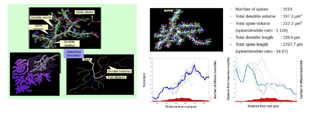 신경세포 3차원 구조 정보 추출. (왼쪽) 부피를 가진 3차원 뉴런 구조로부터 가지치기 골격구조와 시냅스 가시를 추출. 골격 구조를 알면 뉴런의 가지치기 패턴, 경로 길이 등을 측정 가능. 시냅스 가시는 신경회로의 시냅스 연결과 직접 관련되므로 뉴런의 연결 양상을 파악하는 연구에 활용 가능 (오른쪽 위) 개발된 알고리즘을 뉴런 일부에 적용하여 길이 당 시냅스 가시의 밀도, 부피 등에 대한 정보를 추출한 결과 (오른쪽 아래) 뉴런의 시작점으로부터 거리에 따른 길이 당 시냅스 가시 밀도의 변화 (좌)와, 거리에 따른 뉴런 가지의 단면 반지름. 가시 밀도는 뉴런의 먼곳으로 갈수록 높아지고, 뉴런 가지는 먼 곳으로 갈수록 가늘어지는 것을 정량적으로 확인