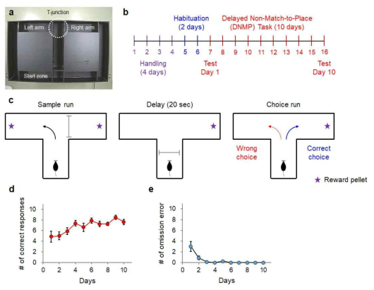 T-maze를 이용한 의사결정 동물행동 패러다임 정립