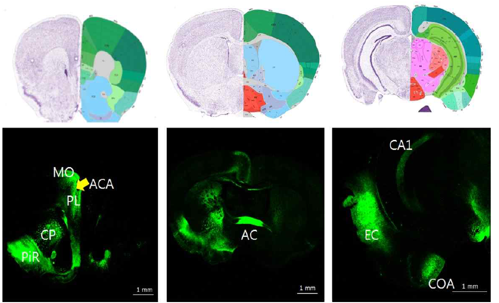 전전두엽에서 retrograde tracing. Retro-AAV를 주입하여 연결성이 있는 뇌영역을 보면 특히 CA1, Entorhinal cortex, Nucleus Accumbens, Amygdala 등 medioventral area가 연결되어 있음을 보임