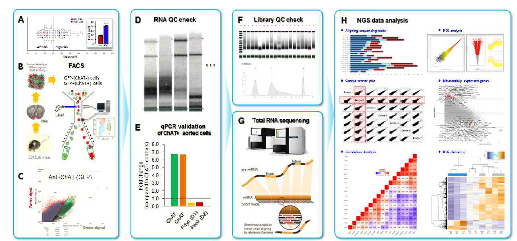 FACS를 이용한 단일 세포군 (cholinergic interneurons) 전사체 분석 파이프라인 모식도