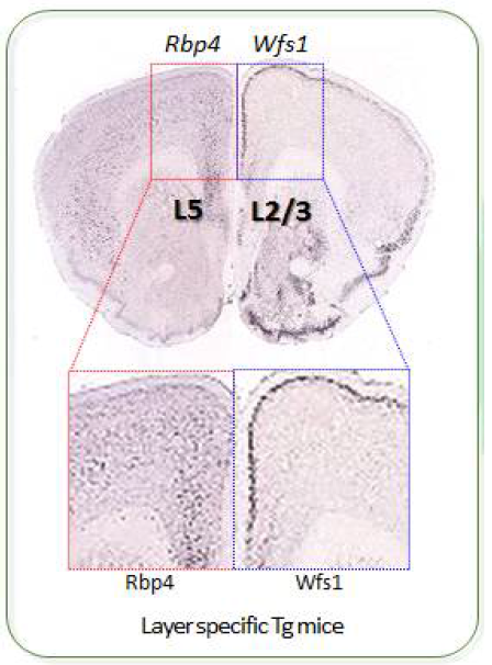 전전두엽 피질층 특이적으로 cre-recombinase를 발현하는 Cre-driver transgenic mice (e.g., Layer 2/3 - Wfs1; Layer 5 - Rbp4)