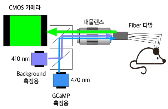 multi-site fiber photometry 장비 개념도