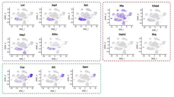 단일 신경세포 특이적 전사체 분석을 통한 PFC 비신경세포들의 분류. Astrocytes (청색), Oligodendrocytes (적색), Microglia (녹색)