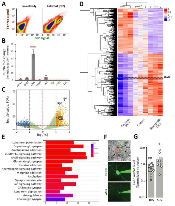 Cholinergic neuron 특이적 전사체 프로파일링