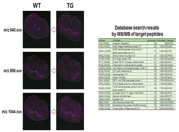 정상과 치매모델 마우스뇌에서 질량 분포가 다른 펩타이드 확인 및 MS/MS 동정 결과. 분자뇌지도 구축을 위한 원천기술은 확보가 된 것으로 평가함
