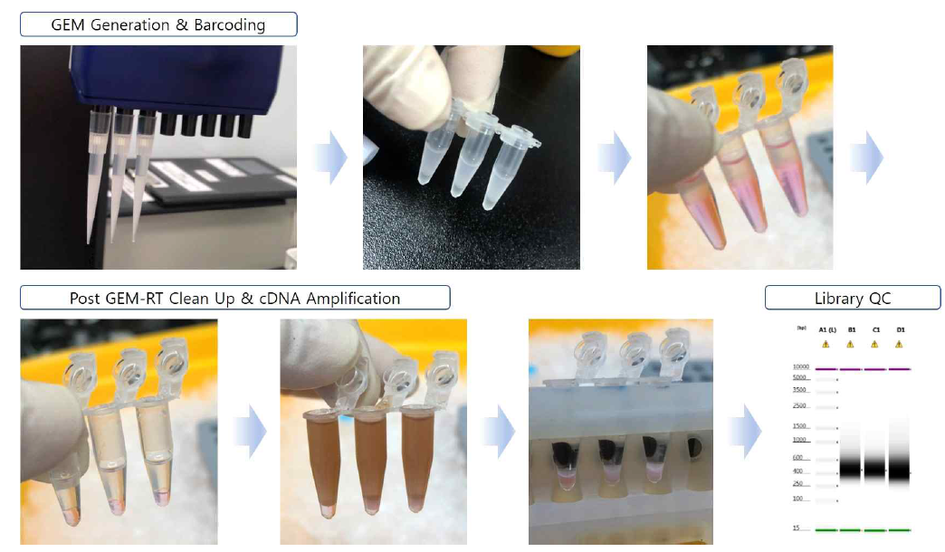 Fluidic GEM 형성과 cDNA 증폭 및 최종 library QC 결과