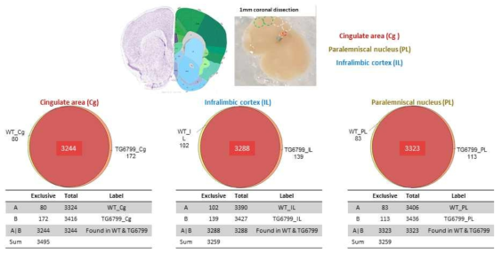 전전두엽에서 정상마우스(WT)와 치매모델 마우스(TG6799)의 synaptic protein 차이 비교