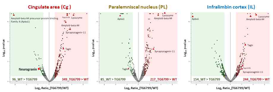 정상 마우스(WT), 치매모델 마우스 (TG6799)의 전전두엽의 각 Layer별 시냅스 단백질 질량분석