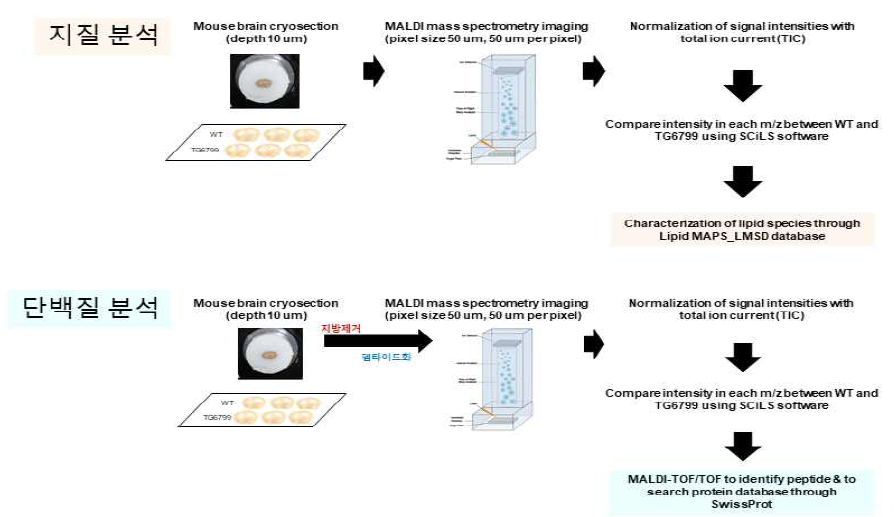 MALDI-IMS를 이용한 정상(WT) 및 치매모델 마우스(TG6799)의 전전두엽 지질 및 단백질 분석 모식도