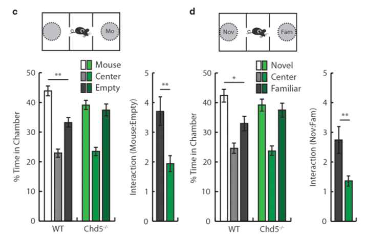 CHD5-/- mouse를 통한 사회성 테스트