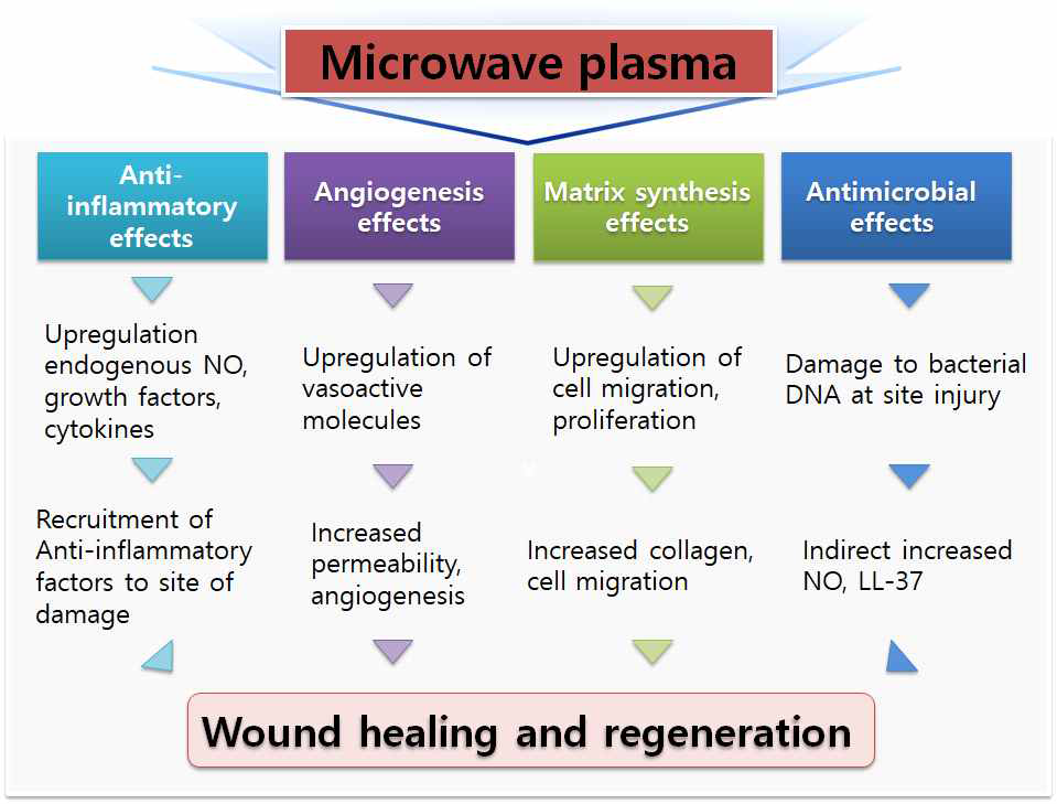 마이크로파 플라즈마의 wound healing MOA 규명