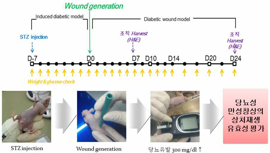 당뇨성 만성창상 동물모델 확립
