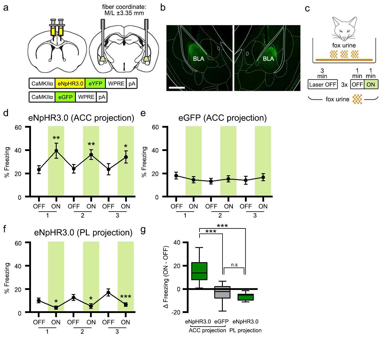 NpHR을 이용한 ACC-amygdala projection 억제 효과. Fox urine에 의해 유도된 freezing이 증가함을 보여주는 행동 실험 결과