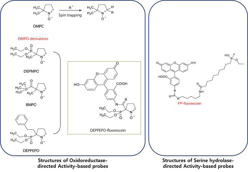 oxidoreductase 및 serine hydrolase를 타겟으로 한 활성기반 probe의 구조