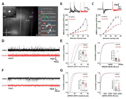Parvalbumin 억제성 신경세포 특이적으로 형광발현하는 형질마우스에서 patch clamp 기술을 이용한 whole cell recording 기록 개요. Parvalbumin 억제성 신경세포에서의 NMDAR 및 AMPAR 기반 흥분성 시냅스 전도를 측정 및 기록
