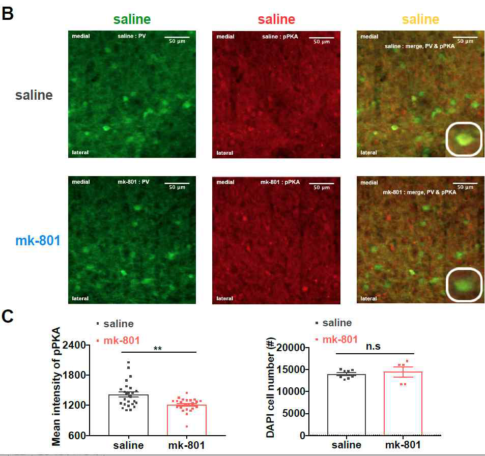 면역조직화학 (IHC)를 통해서 pPKA 염색 발현양이 parvalbumin 발현 억제성 신경세포에서 감소됨을 분석