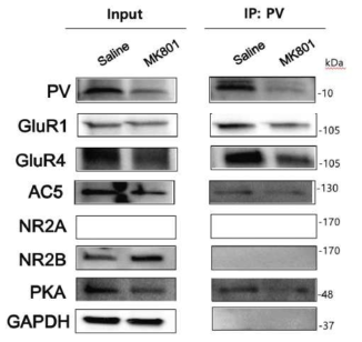 Western blot 및 Co-IP 실험 기법으로 parvalbumin 발현 억제성 신경세포내의 시냅스 분자기전 단백질들을 정량 분석