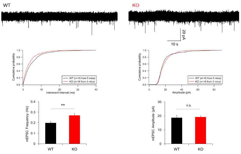 해마 CA1 신경세포에서 측정한 mEPSC. DKK2 KO에 의해 mEPSC의 크기는 변화가 없었으나 발생 빈도가 증가하였음