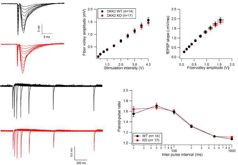 해마 SC-CA1 시냅스에서 흥분성 시냅스 전도에 대한 DKK2 결핍 효과 분석