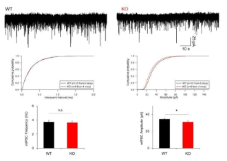 DKK2 결핍에 의해 감소한 억제성 시냅스 전도. DKK2 결핍 마우스는 해마 CA1 신경세포에서 빈도는 정상이었으나 mISPC의 크기가 감소하였음