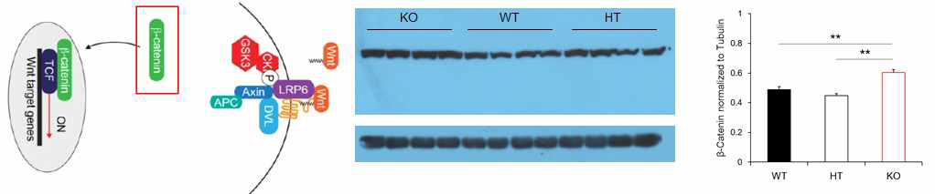 DKK2 발현감소에 의해 항진된 WNT-β-catenin 신호작용