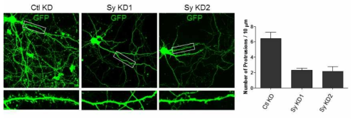 Sy knockdown 바이러스 construct에 의해 해마 신경세포의 수상돌기 (dendritic spine)의 수가 감소함