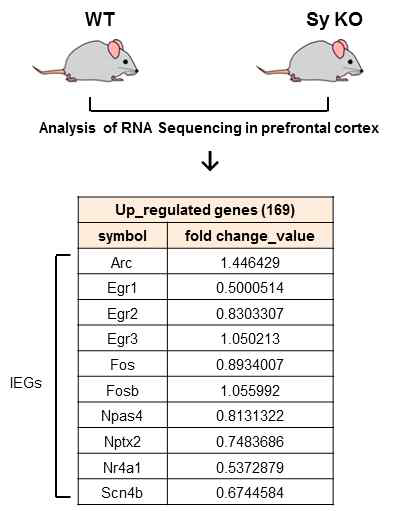 RNAseq 결과 Sy knockout 마우스 전전두엽 피질에서 증가한 유전자 리스트