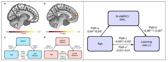 (좌) a. 부정적, 긍정적 피드백을 받을 때의 vmPFC활동 차이 b. 앞서 부정/긍정 피드백을 받고 파트너를 평가할 때의 VMPFC, RMPFC활성화 차이. c,d, 연령, 피드백, 뇌 활성화 정도 간의 경로 모형. (우) 연령에 따른 학습률 감소는 오른쪽 VMPFC와 PPC활성화 정도에 의해 매개됨