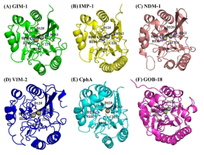 Overall structures of (A) GIM-1, (B) IMP-1 (PDB accession number, 5EV6), (C) NDM-1 (PDB accession number, 3SPU), (D) VIM-2 (PDB accession number, 4BZ3), (E) CphA (PDB accession number, 1X8G), and (F) GOB-18 (PDB accession number, 5K0W) are shown. The zinc-binding motifs coordinate either one or two zinc ions that are central to the catalytic mechanism. They can distinguish MBL subclasses as B1 (His116-His118-His196 and Asp120-Cys221-His263, class B numbering scheme), B2 (Asn116-His118-His196 and Asp120-Cys221-His263), or B3 enzymes (His/Gly116-His118-His196 and Asp120-His121-His263). The zinc binding residues in the active-site cleft are shown as sticks. Zinc ions are shown as black spheres