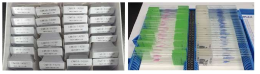 만든 파라핀 블록과 H&E stain, Masson-trichrome stain 슬라이드