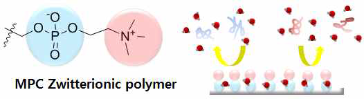 MPC 계열 고분자의 쌍극성 분자 구조와 이에 의한 단백질 흡착의 방지 효과
