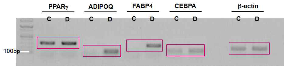 지방분화 특이적 발현 유전자 확인 (전기 영동 이미지 , C : Control / D : Differentiation sample)