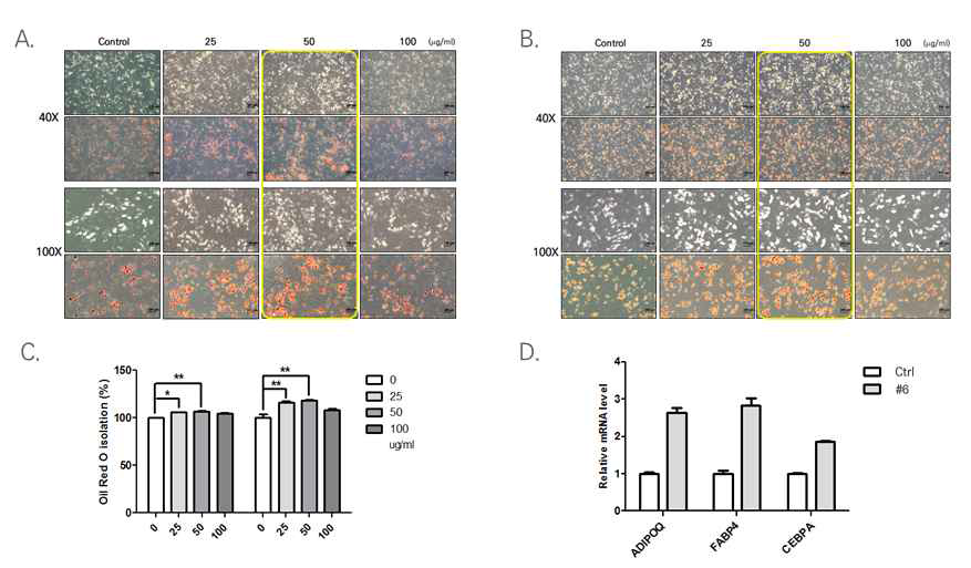 Fibronectin 단백질의 지방분화 유도능 검증 A. 처리 2주후 B. 처리 3주후 C. Oil Red O 정량화 D. 지방분화 마커 유전자 발현확인 (처리 1,2주 후)