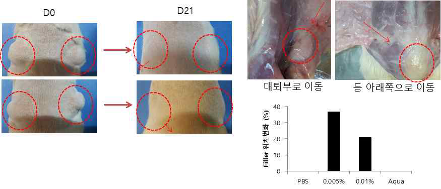 5차 필러후보의 생체내 이동성 평가