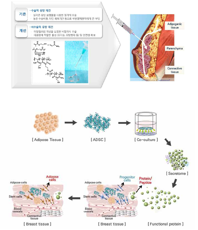 연구개발 목적 및 연구방법 (상) 대용량 필러 개발 (하) 줄기 세포의 paracrine 기전을 기반으로한 효능 단백질 발굴 scheme