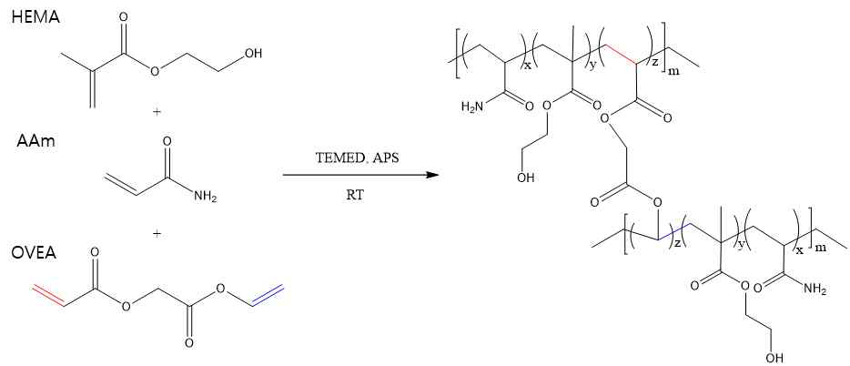 Poly(HEMA-Am)+OVEA 수화젤 합성
