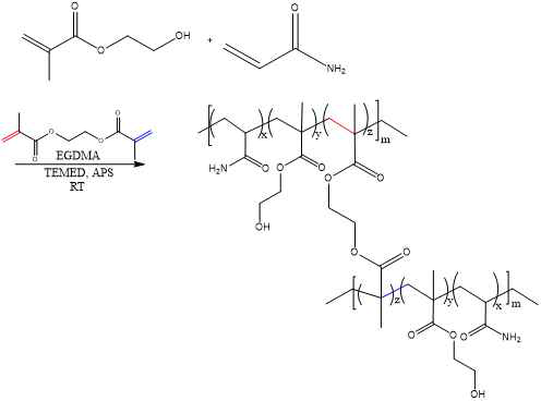 Poly(HEMA-Am)+EGDMA 젤 합성