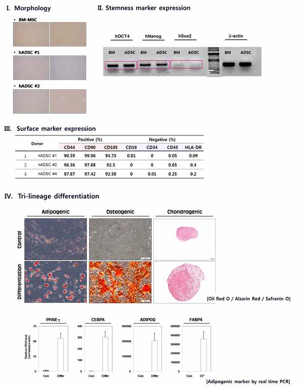 지방유래 줄기세포 characterization
