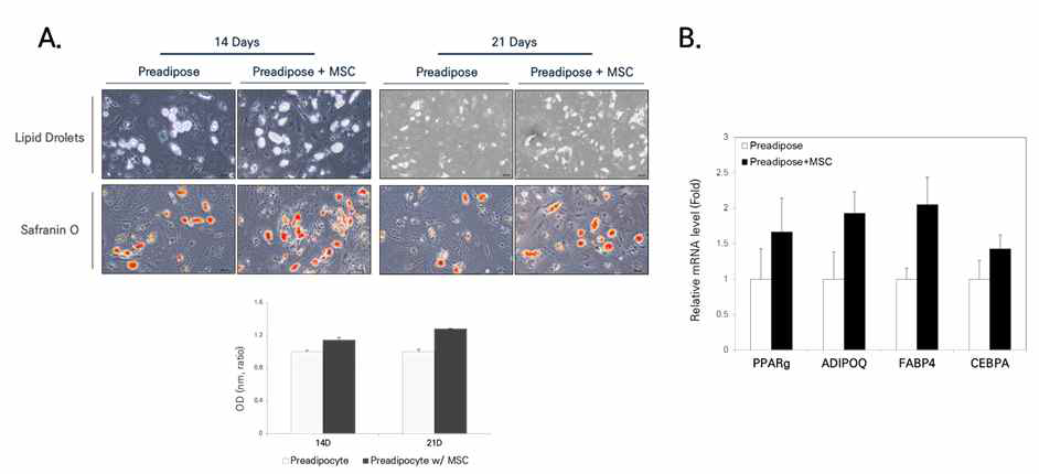 줄기 세포와 지방 분화와의 연관성 확인 A. lipid droplet 염색 및 정량 (Safranin O 염색) B. 지방 분화 유전자 발현 확인 (RT-PCR)