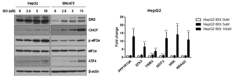 C -EHMT2 억제시 CHOP-DR5경로 활성화, D. EHMT2 억제에 의한 UPR 경로 DEG 확인