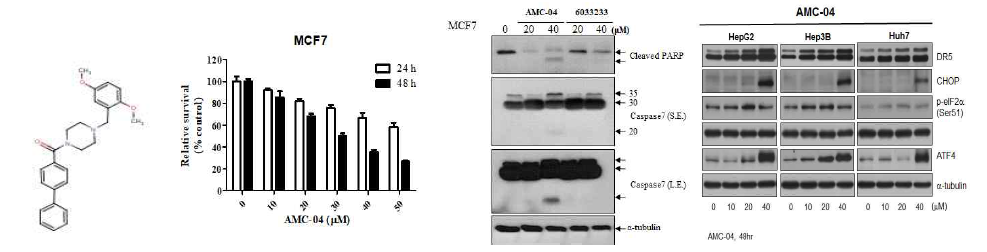 AMC04 (1-(4-biphenylylcarbonyl)-4-(2,5-dimethoxybenzyl)piperazine)의 골격구조와 세포사멸 효과 유발 (유방암, 간암), UPR 반응의 유발 확인