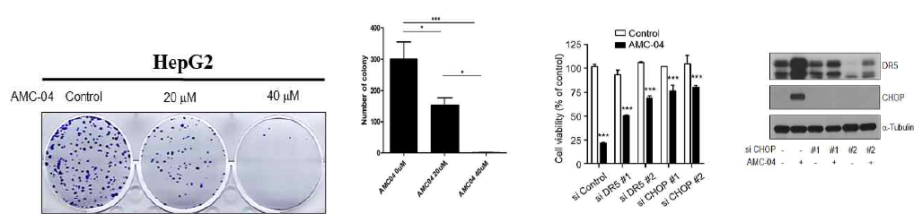 AMC-04에 의한 간암세포 colony 형성 억제, AMC-04에 의한 세포사멸에 CHOP-DR5 경로 참여