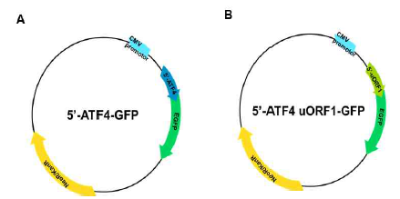 5’-ATF4-GFP 및 5’-ATF4 uORF1-GFP 벡터의 모식도