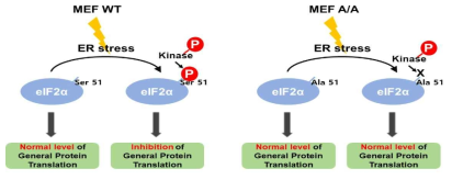 eIF2α WT과 eIF2α A/A MEF 세포주를 이용한 translation inhibition 모니터링 시스템의 원리