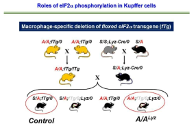 Macrophage specific eIF2α 인산화 결핍 마우스 제작 모식도