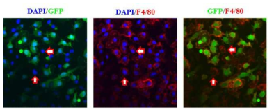 순수분리한 세포에서 Kupffer 세포 마커단백질 F4/80와 eIF2α transgene 제거 지시자인 EGFP 발현 확인