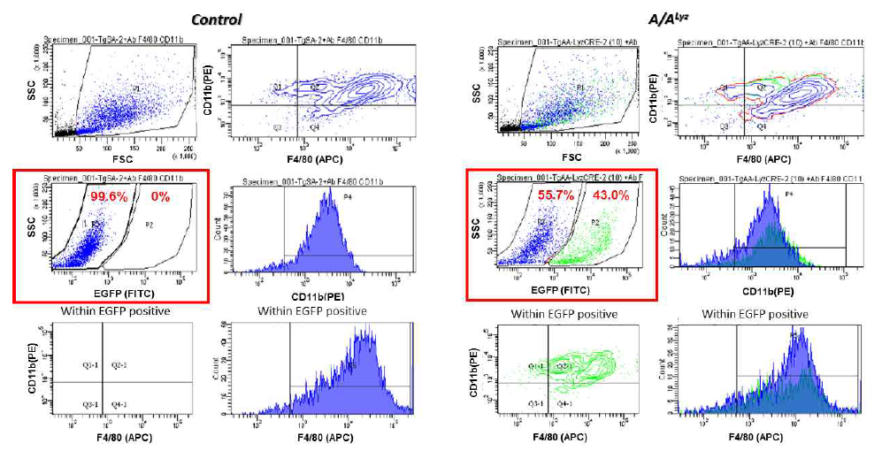 Flow cytometry를 활용하여 대조군과 A/ALyz 마우스로부터 순수 분리한 Kupffer 세포에서 마커단백질 CD11b와 F4/80 그리고 eIF2α transgene 제거 지시자인 EGFP 발현 정도 비교